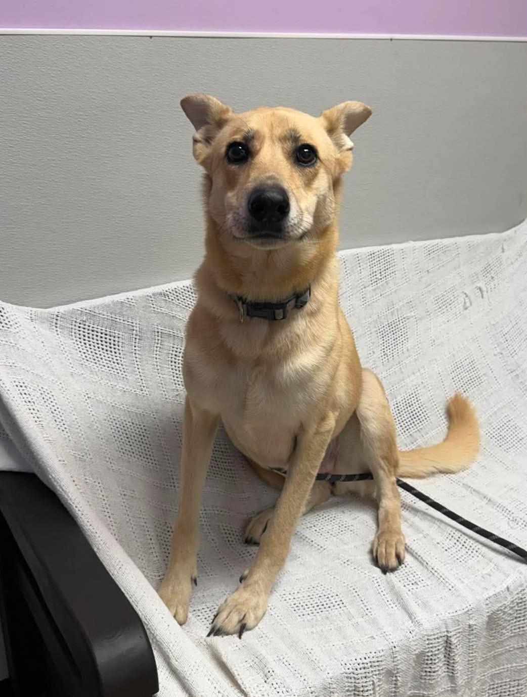 Enlarge Sonya, a Adoptable mixed breed in Maryville, MO image 1/3