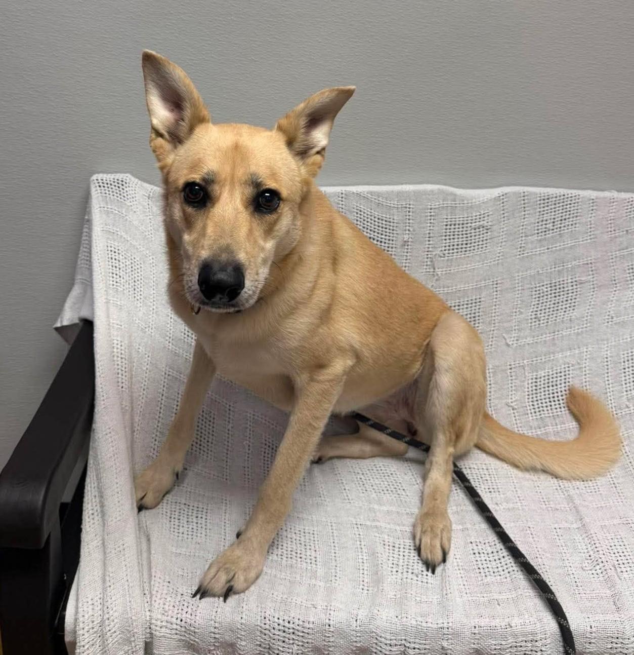 Enlarge Sonya, a Adoptable mixed breed in Maryville, MO image 2/3
