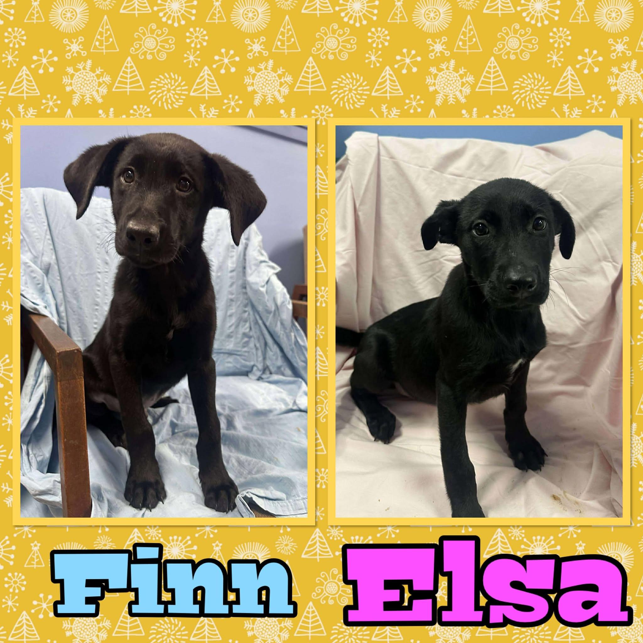 Enlarge Finn, a ADOPTABLE mixed breed in Springfield, VT image 4/4