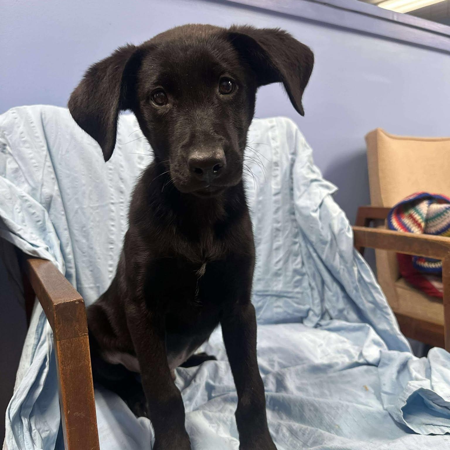 Enlarge Finn, a ADOPTABLE mixed breed in Springfield, VT image 3/4