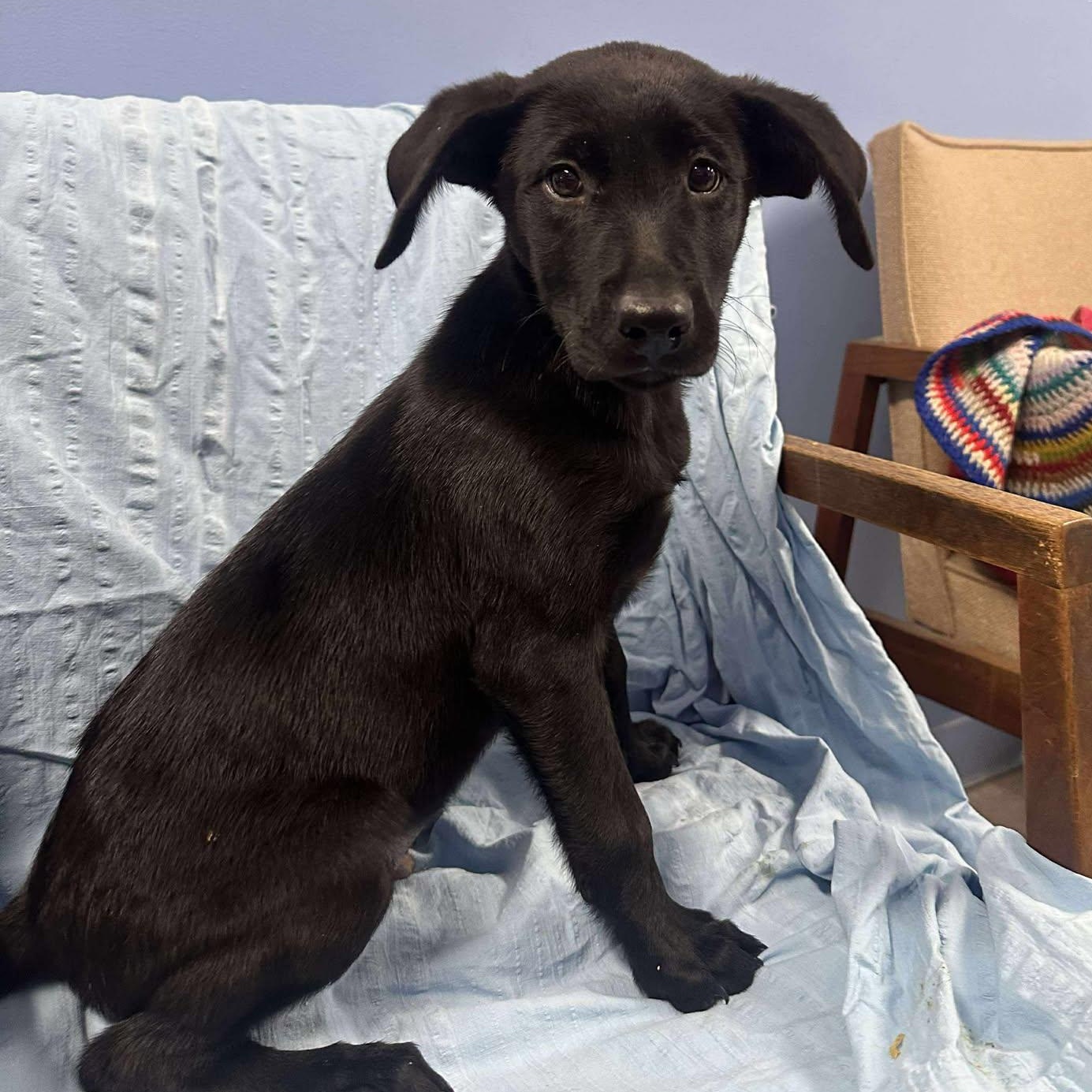 Enlarge Finn, a ADOPTABLE mixed breed in Springfield, VT image 2/4