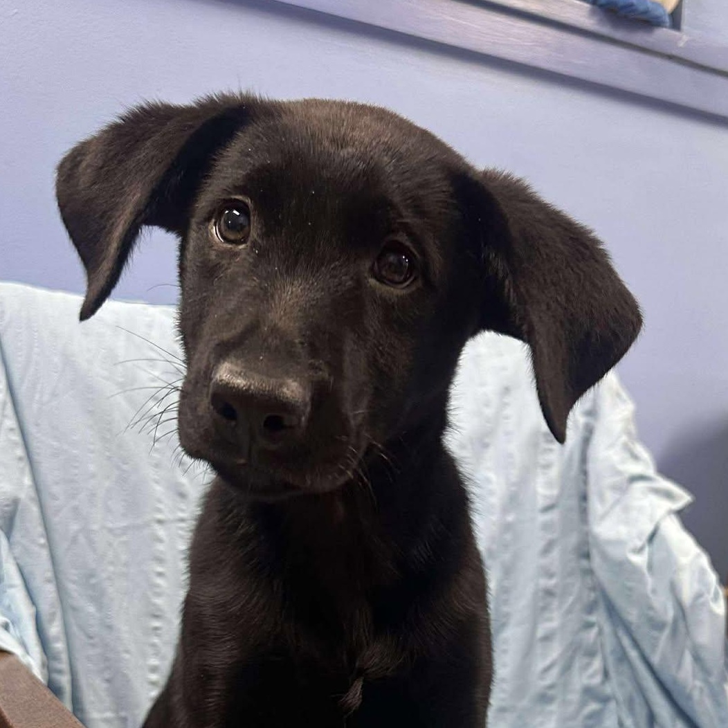 Finn, ADOPTABLE, Puppy Male Black Labrador Retriever.