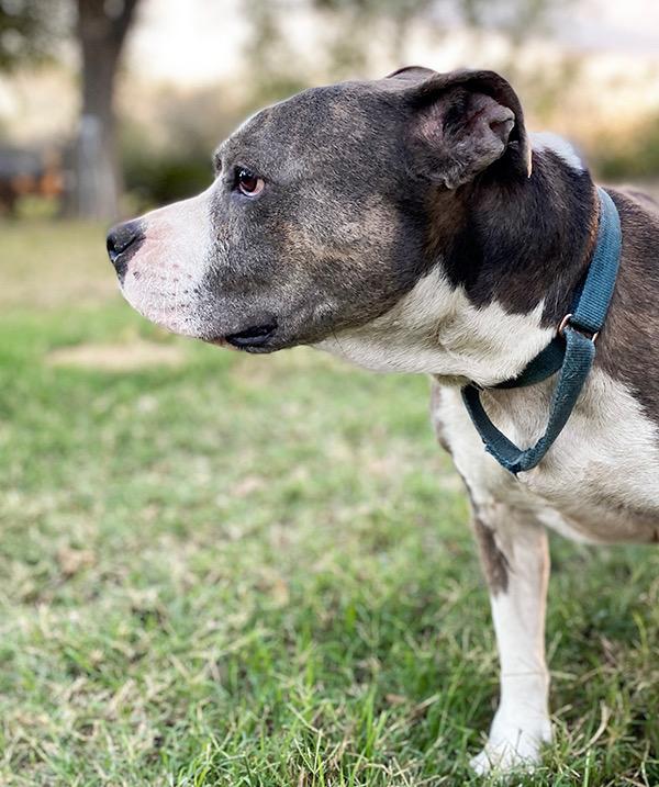 Enlarge Corina, a Adoptable mixed breed in Lincoln, NE image 6/6