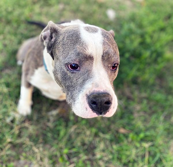 Enlarge Corina, a Adoptable mixed breed in Lincoln, NE image 5/6