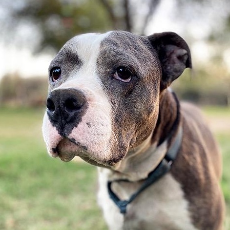 Enlarge Corina, a Adoptable mixed breed in Lincoln, NE image 4/6