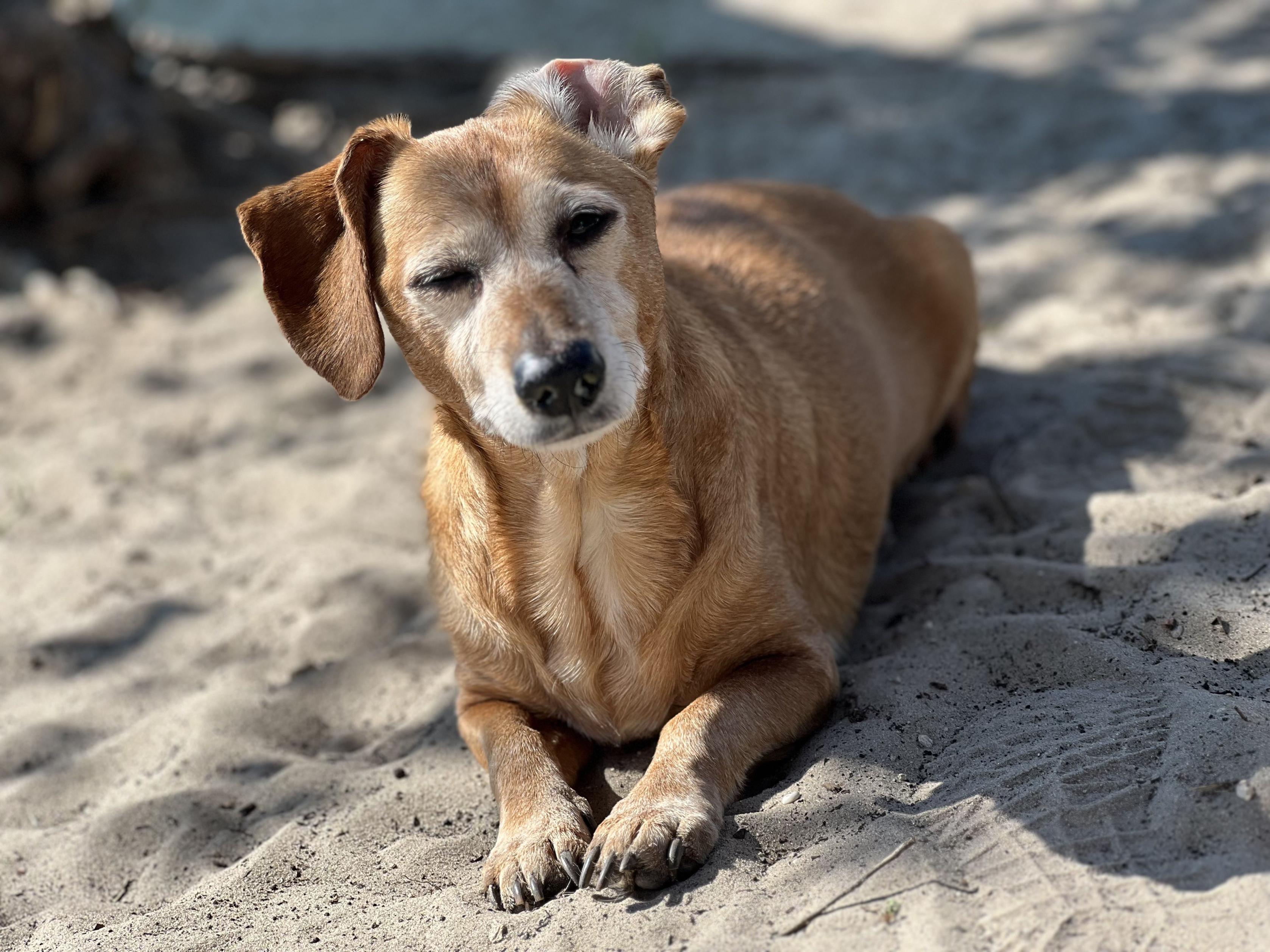Enlarge Gladys, an adopted mixed breed in New Port Richey, FL image 2/2