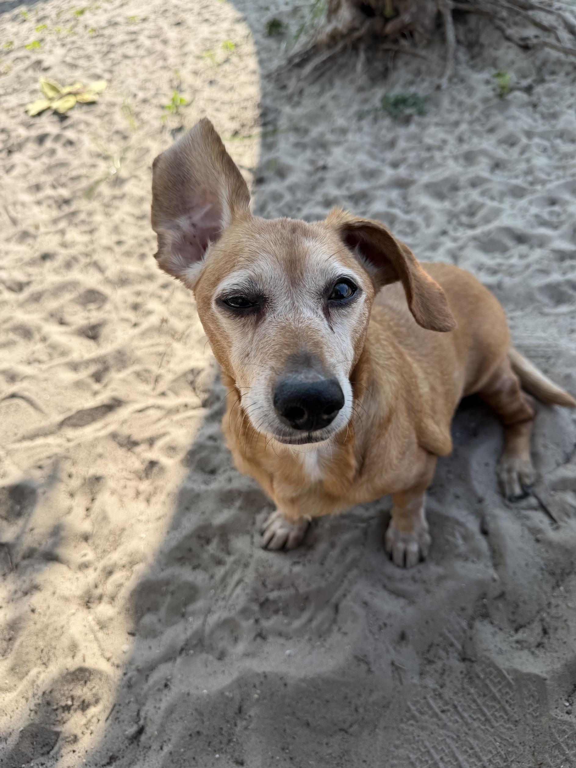 Enlarge Gladys, an adopted mixed breed in New Port Richey, FL image 1/2