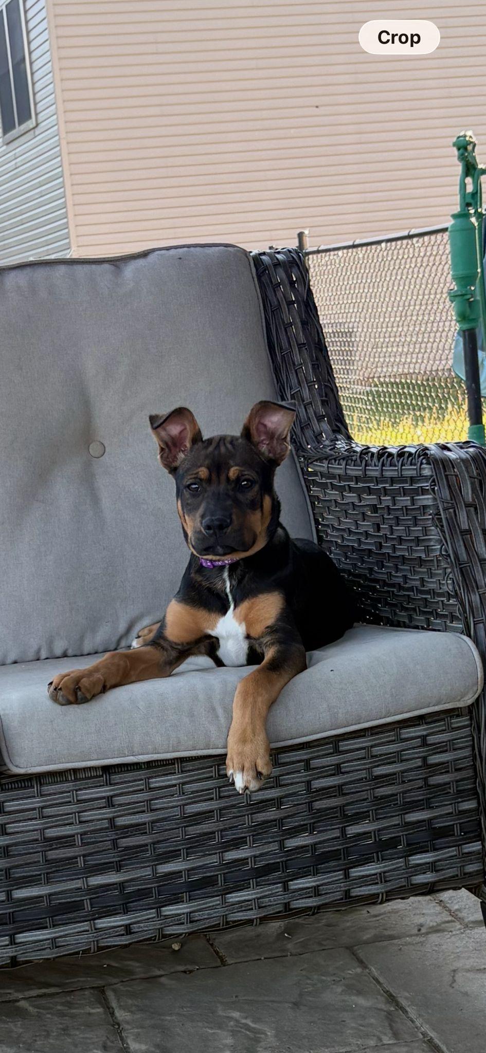 Enlarge Sissy, an adopted mixed breed in Poughkeepsie, NY image 5/6