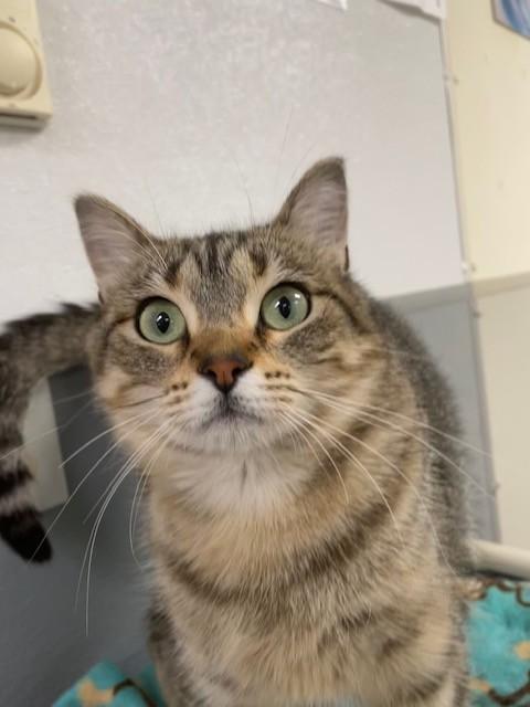 Zara, ADOPTABLE, Adult Female Domestic Short Hair.