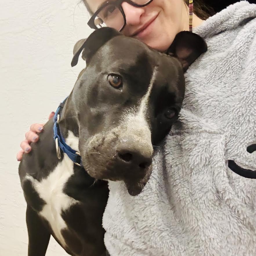 Rocky, a Adoptable mixed breed in Vernon , CT image 2/6