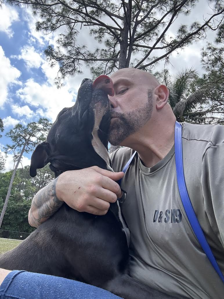 Rocky, Adoptable, Adult Male Pit Bull Terrier.