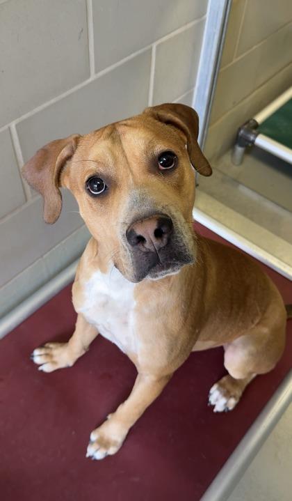 Chestnut, Adoptable, Young Male Shar-Pei & Mixed Breed.