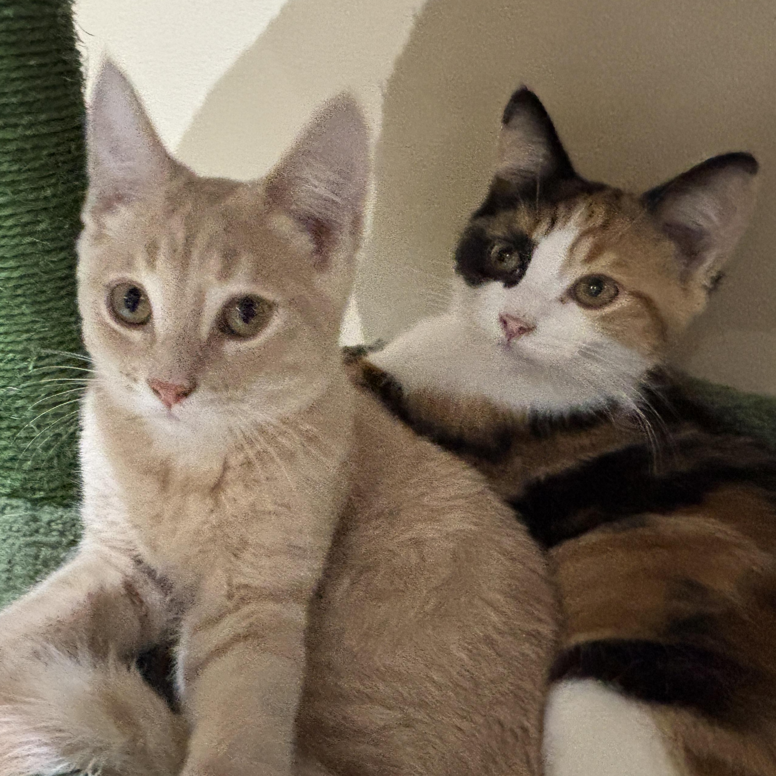 Enlarge Julie (bonded with Cindy), an adopted Domestic Short Hair in Everett, ON image 3/6