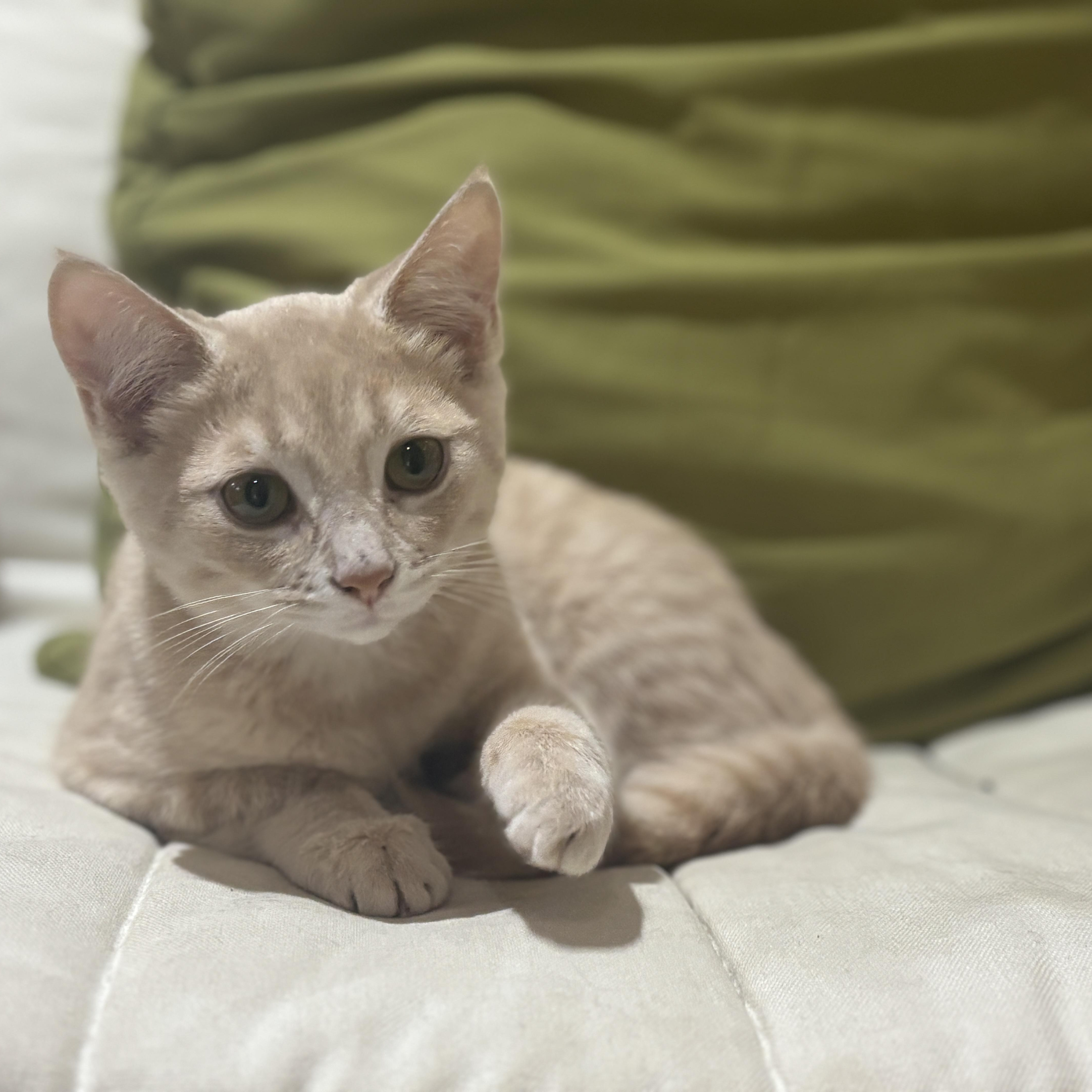 Julie (bonded with Cindy), adopted, Kitten Female Domestic Short Hair.