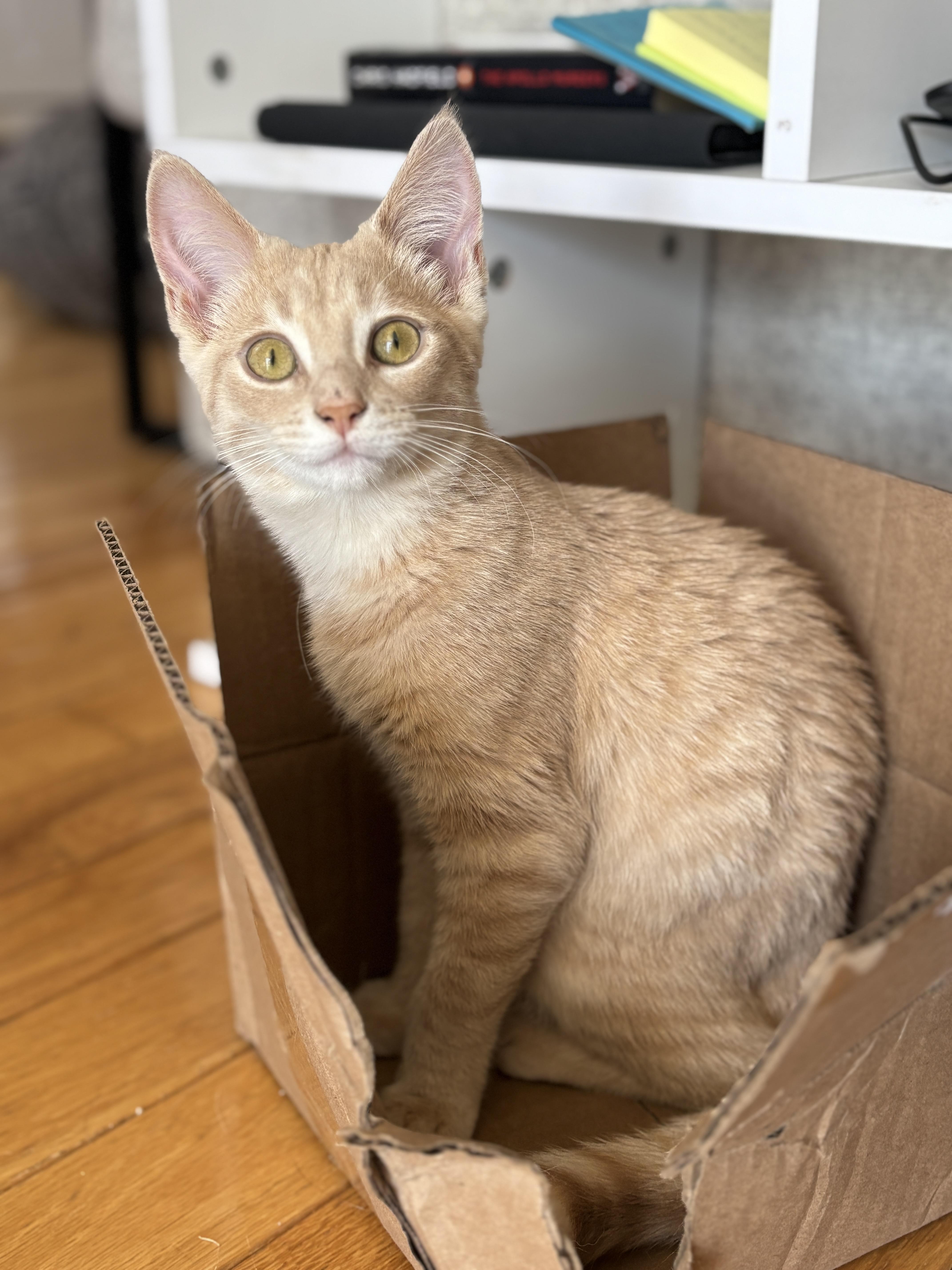 Enlarge Julie (bonded with Cindy), an adopted Domestic Short Hair in Everett, ON image 6/6