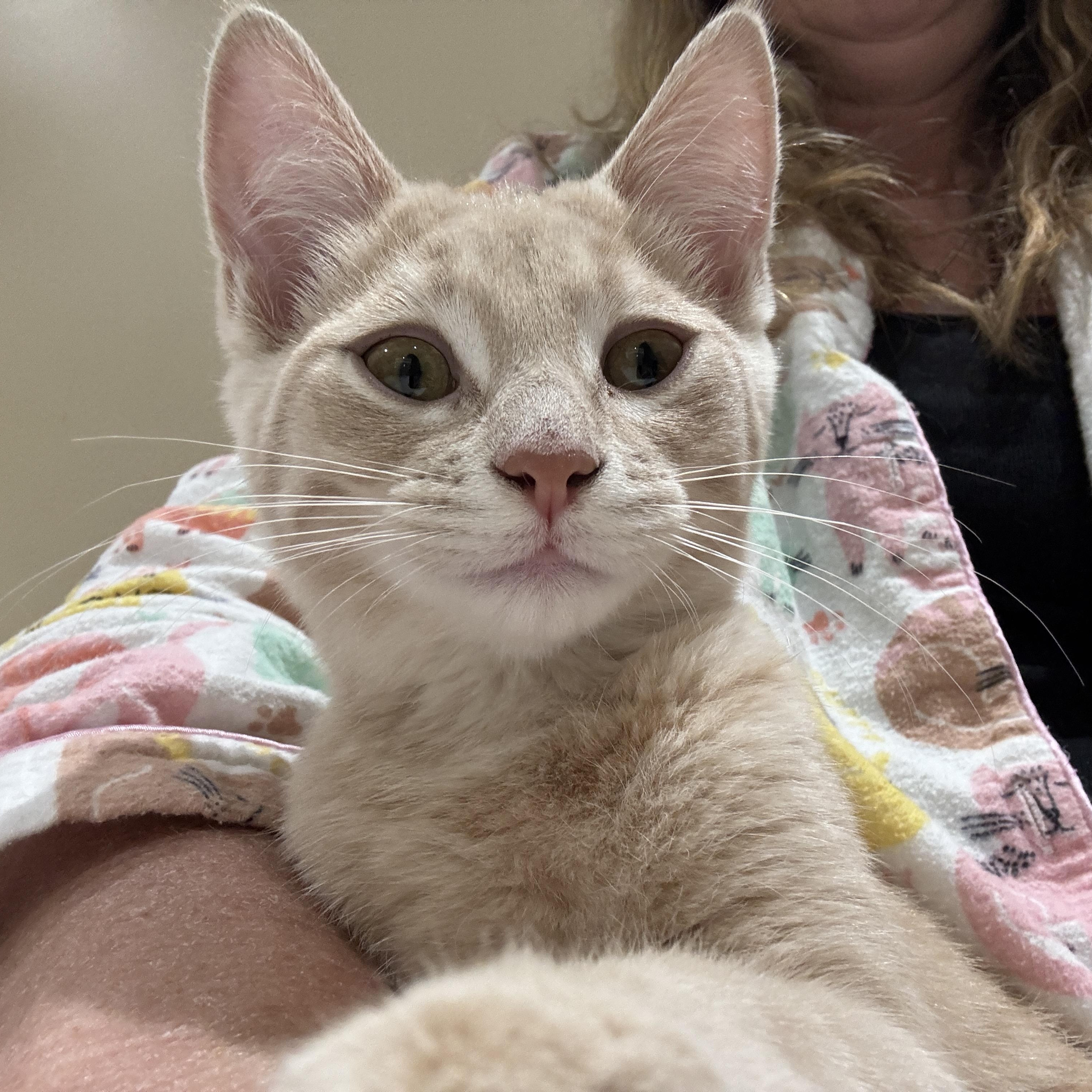 Enlarge Julie (bonded with Cindy), an adopted Domestic Short Hair in Everett, ON image 2/6