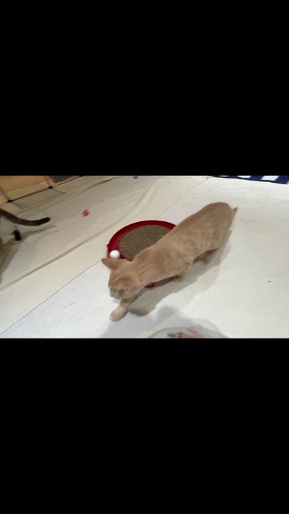 Enlarge Julie (bonded with Cindy), an adopted Domestic Short Hair in Everett, ON video 5/6