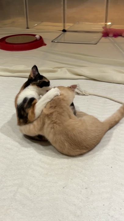 Enlarge Julie (bonded with Cindy), an adopted Domestic Short Hair in Everett, ON video 4/6