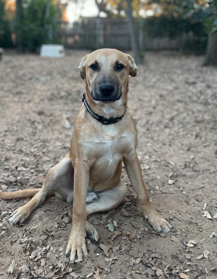 Rembrandt (Remy), a Adopted mixed breed in Fort Worth, TX image 2/3