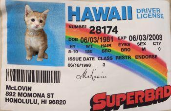 Kitten 28174 (McLovin), Adoptable, Kitten Male Tabby.