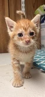 Enlarge Kitten 28174 (McLovin), a Adoptable Tabby in Parlier, CA image 2/6