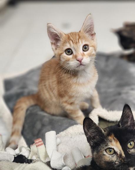 Enlarge Kitten 28174 (McLovin), a Adoptable Tabby in Parlier, CA image 3/6