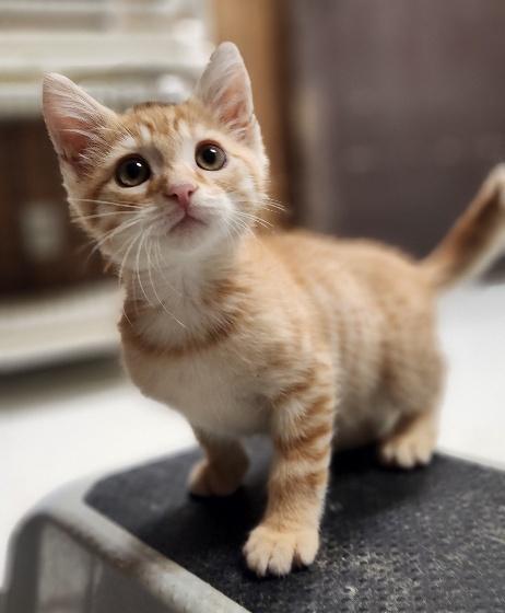 Enlarge Kitten 28174 (McLovin), a Adoptable Tabby in Parlier, CA image 4/6