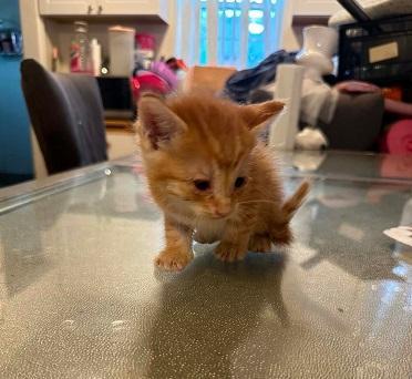 Enlarge Kitten 28174 (McLovin), a Adoptable Tabby in Parlier, CA image 5/6