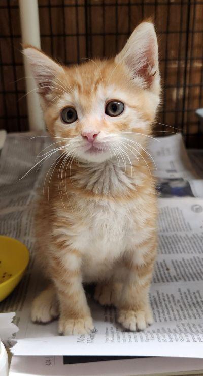 Enlarge Kitten 28174 (McLovin), a Adoptable Tabby in Parlier, CA image 6/6