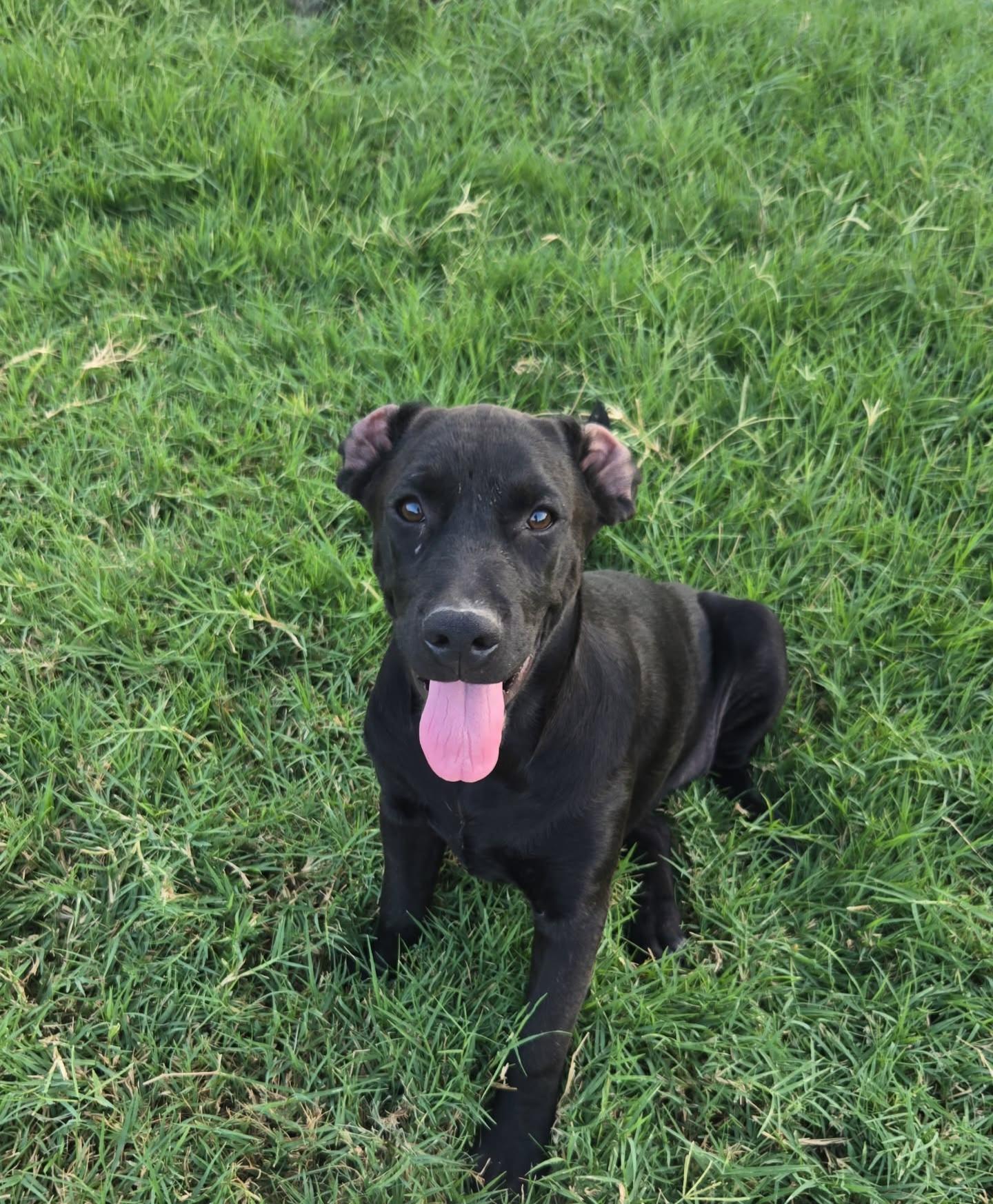 Enlarge SUSY, a Adoptable mixed breed in Scarsdale, NY image 2/5