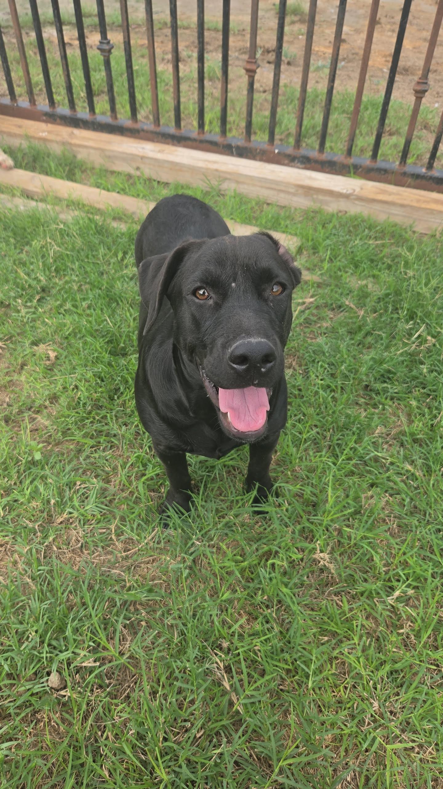 Enlarge SUSY, a Adoptable mixed breed in Scarsdale, NY image 3/5