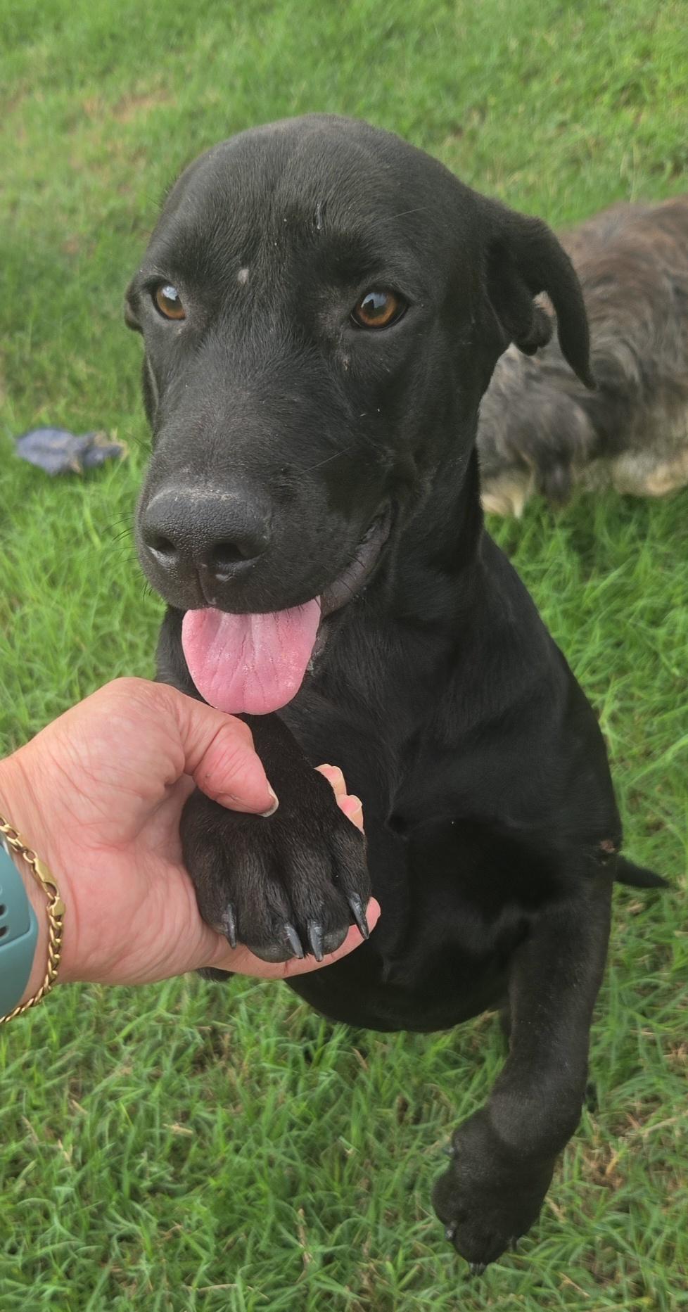 Enlarge SUSY, a Adoptable mixed breed in Scarsdale, NY image 1/5