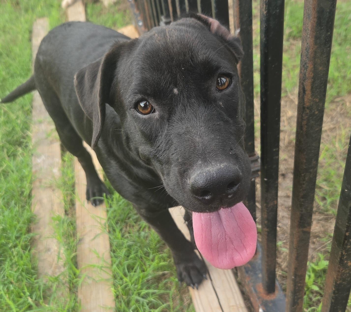 Enlarge SUSY, a Adoptable mixed breed in Scarsdale, NY image 5/5