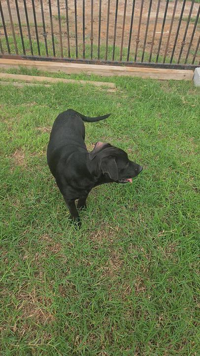 Enlarge SUSY, a Adoptable mixed breed in Scarsdale, NY video 4/5