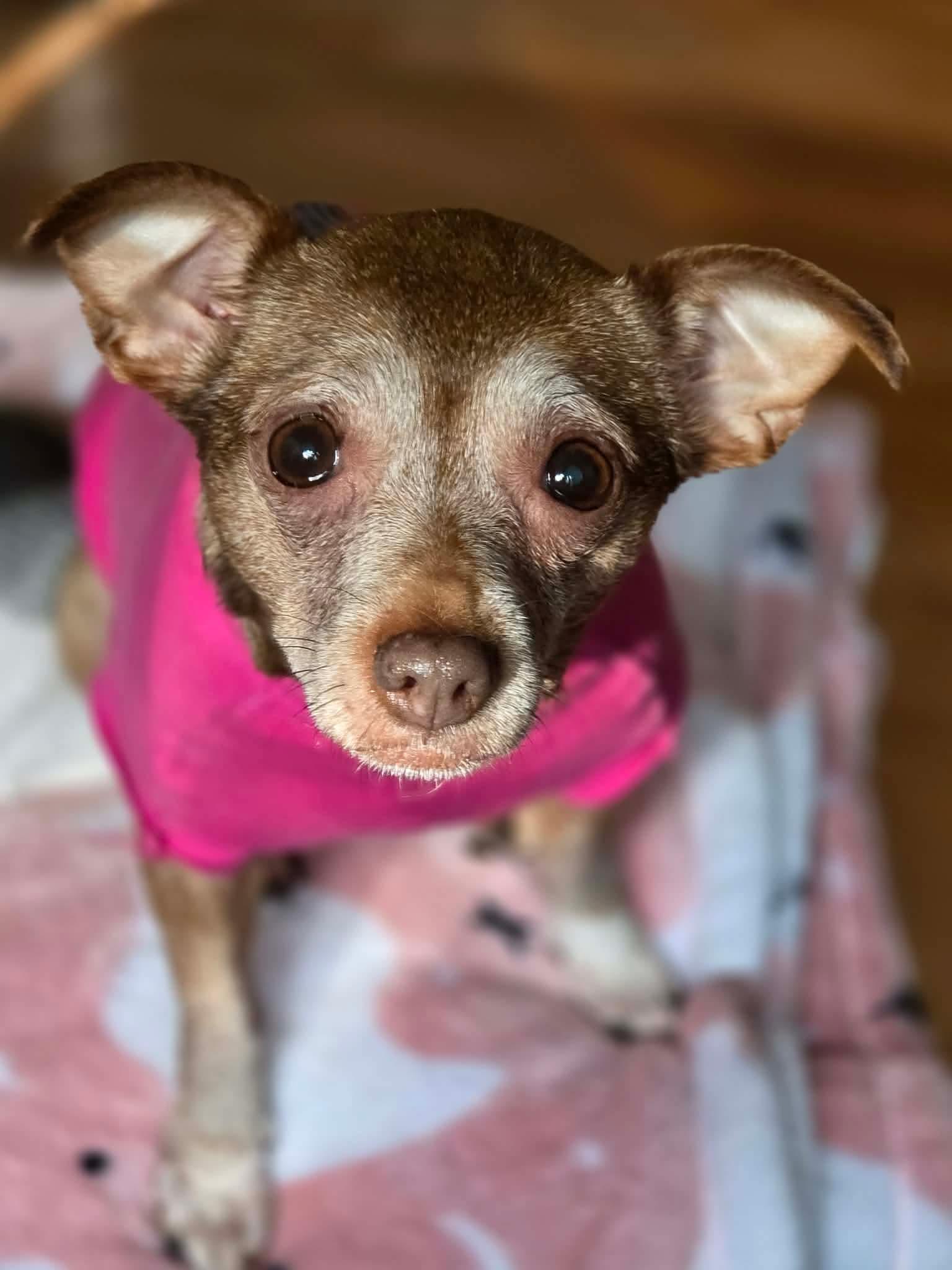 Bonus, Adopted, Senior Female Chihuahua & Dachshund.