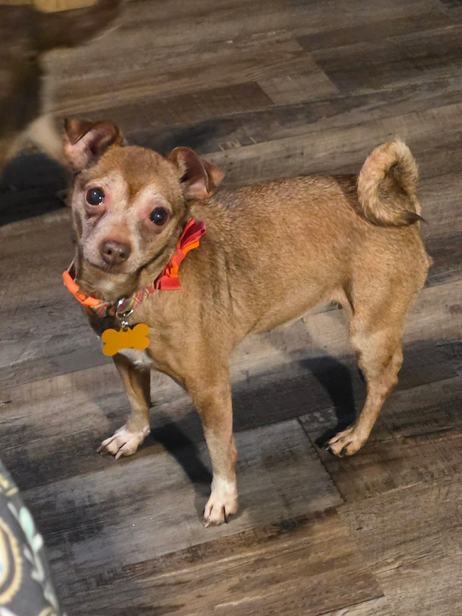 Enlarge Bonus, a Adopted mixed breed in Merrillville, IN image 2/3