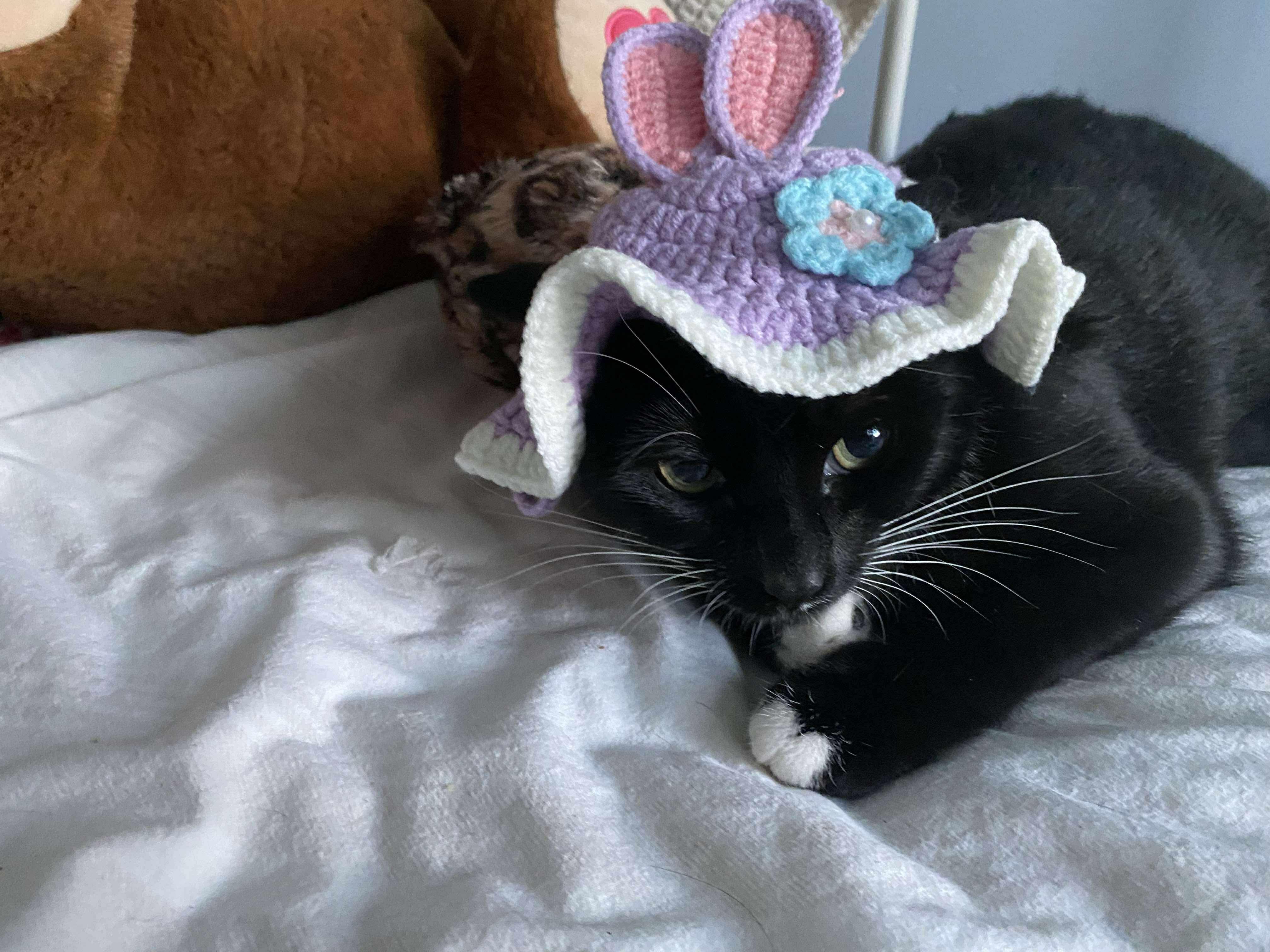 Sophie, Adoptable, Young Female Domestic Short Hair.