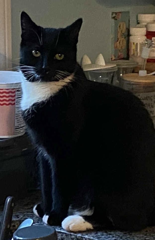 Sophie, a Adoptable Domestic Short Hair in Acushnet, MA image 2/5