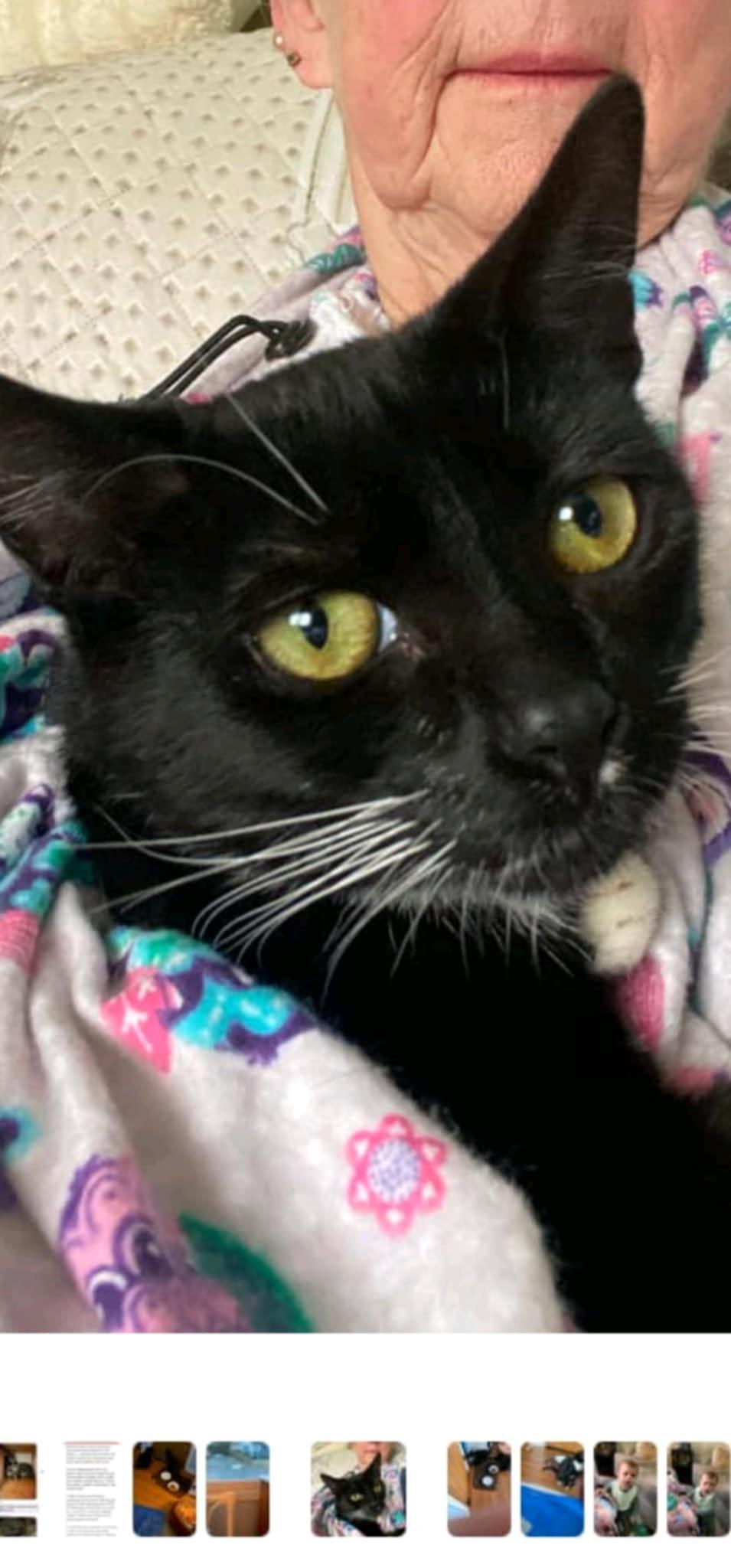 Sophie, a Adoptable Domestic Short Hair in Acushnet, MA image 3/5