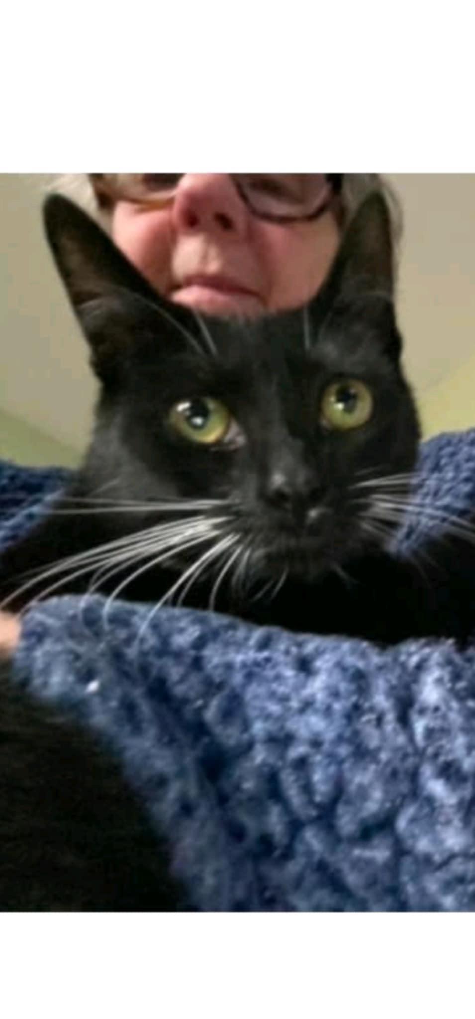 Sophie, a Adoptable Domestic Short Hair in Acushnet, MA image 4/5