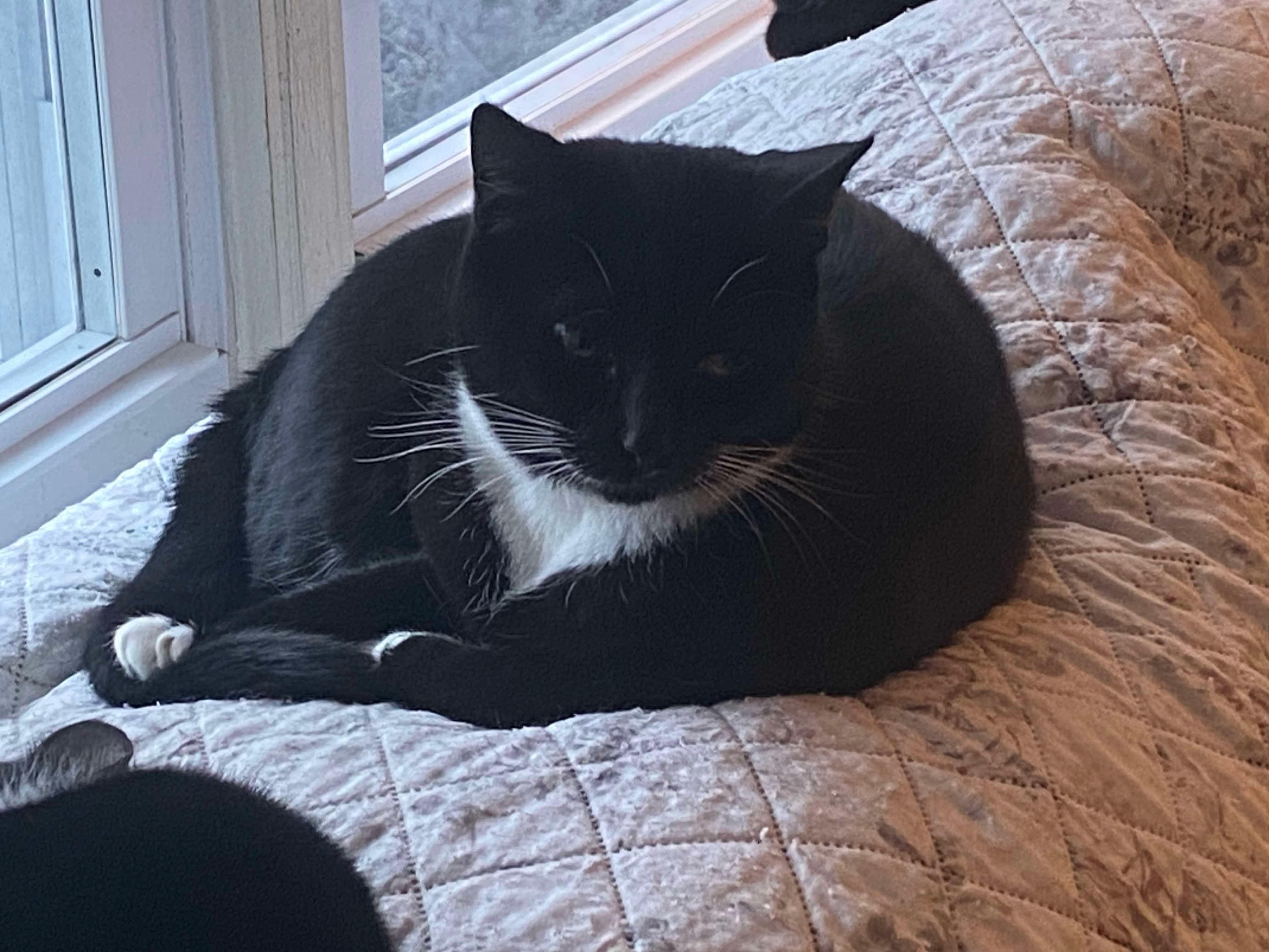 Sophie, a Adoptable Domestic Short Hair in Acushnet, MA image 5/5