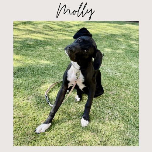 Enlarge MOLLY*, a Adoptable mixed breed in San Juan Capistrano, CA image 1/5