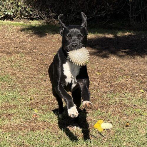 Enlarge MOLLY*, a Adoptable mixed breed in San Juan Capistrano, CA image 4/5