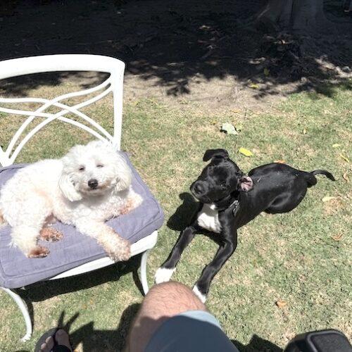 Enlarge MOLLY*, a Adoptable mixed breed in San Juan Capistrano, CA image 5/5