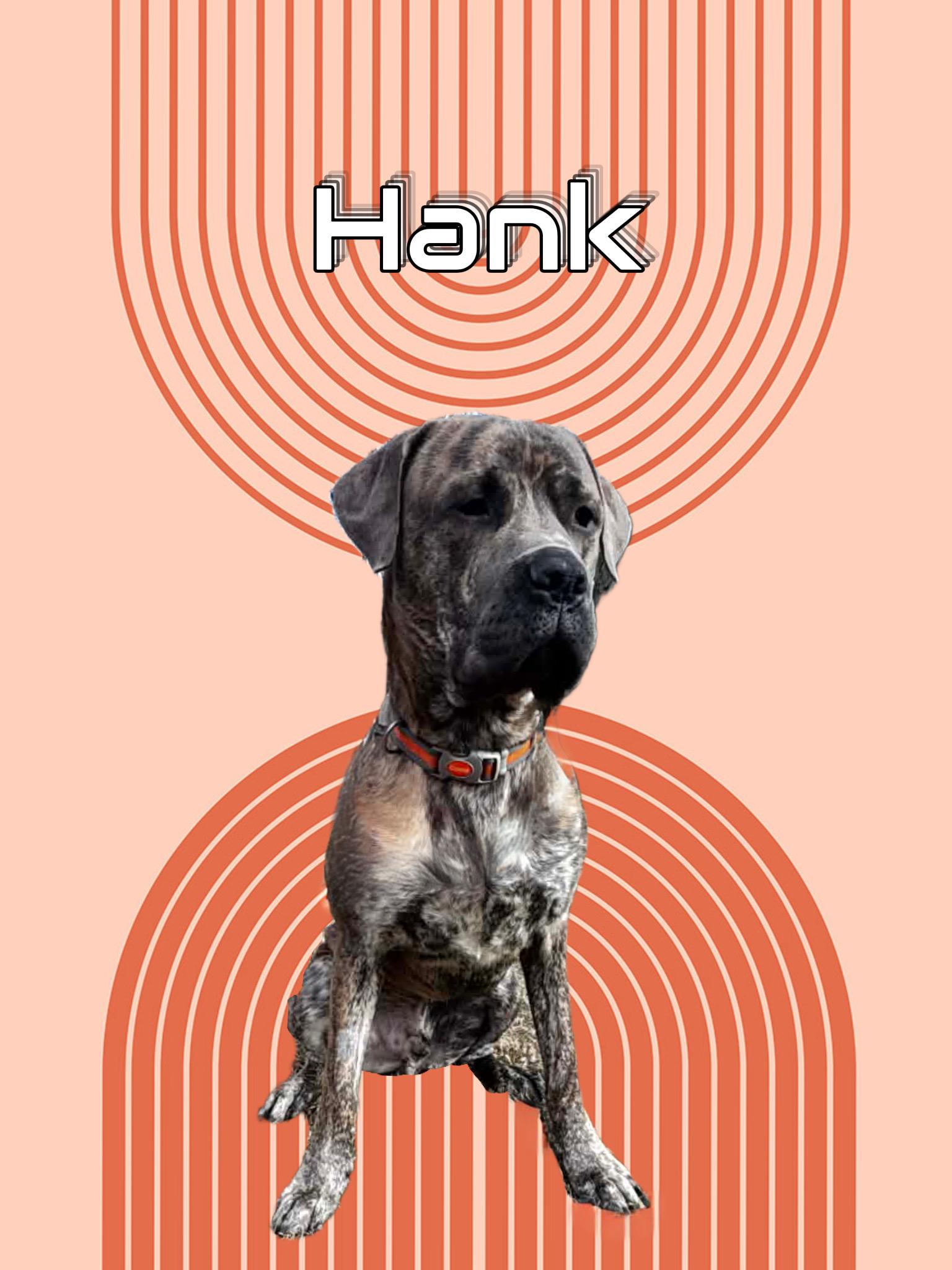 Hank, adopted, Young Male Mastiff.