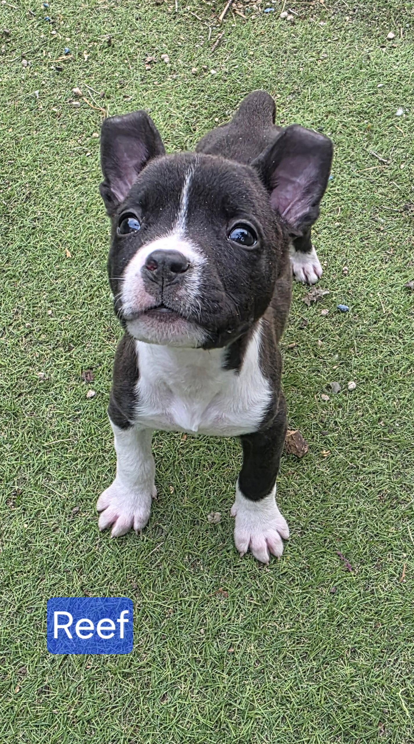 Reef, Adoptable, Puppy Male Pit Bull Terrier.