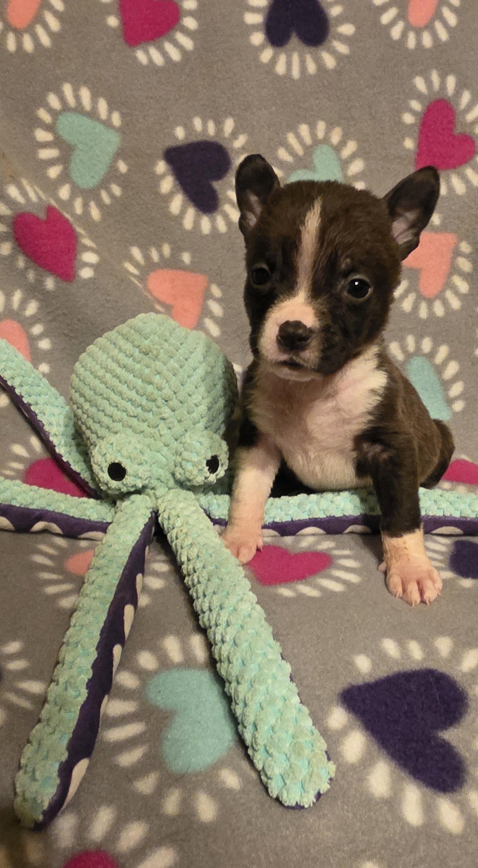 Reef, Adoptable, Puppy Male Pit Bull Terrier.