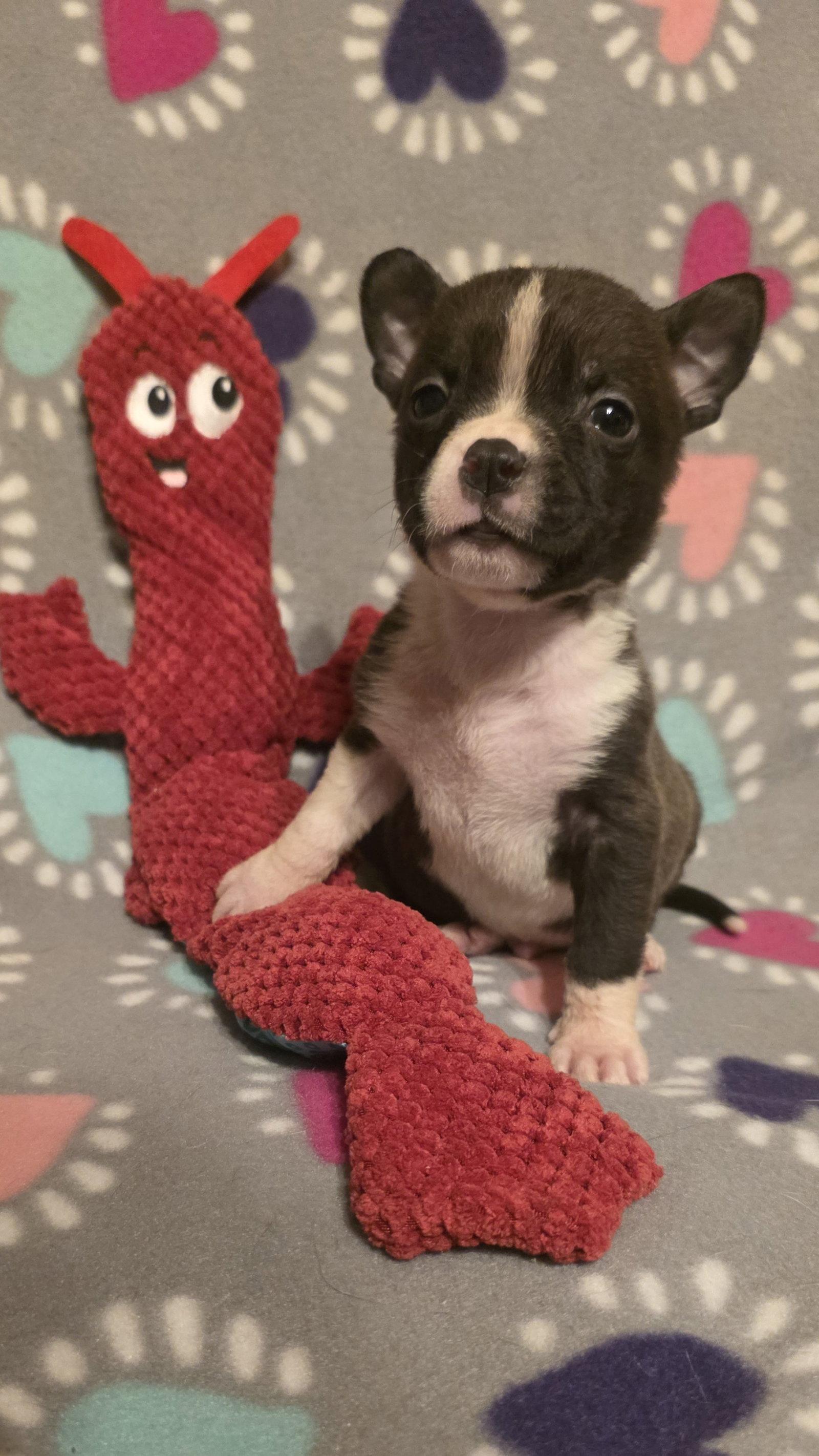 Reef, a Adoptable Pit Bull Terrier in Elgin, IL image 2/3