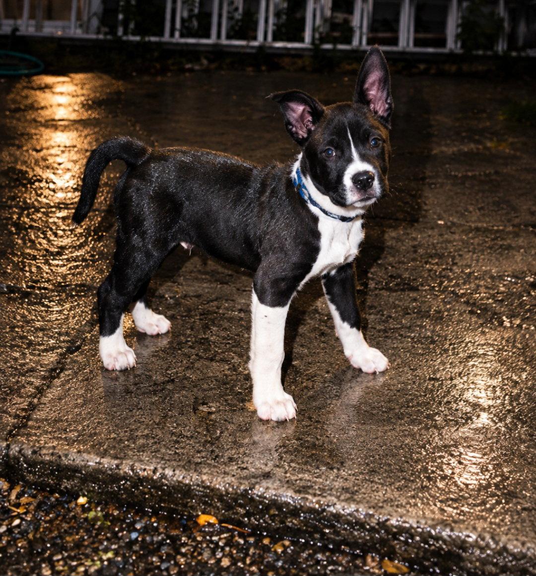 Enlarge Reef, a Adoptable Pit Bull Terrier in Elgin, IL image 1/3
