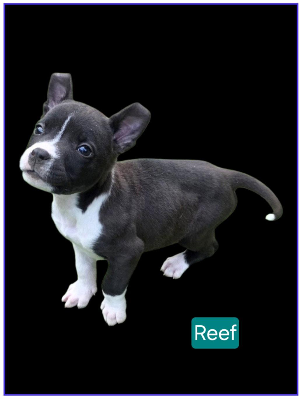Enlarge Reef, a Adoptable Pit Bull Terrier in Elgin, IL image 2/3